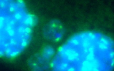 Numero 3 – Febbraio 2021 – Test dei Micronuclei MoA